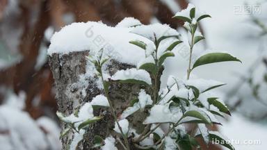 冬天冬季下雪飘雪树桩积雪实拍